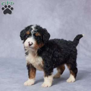 Jake, Mini Bernedoodle Puppy